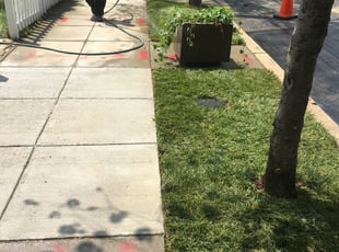 Landscaping by Carlos Polanco for Cynthia M. in Washington, DC