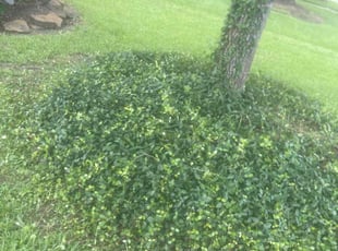 Weeding by Sharonda Sanford for Raymond Z. in Sugar Land, TX