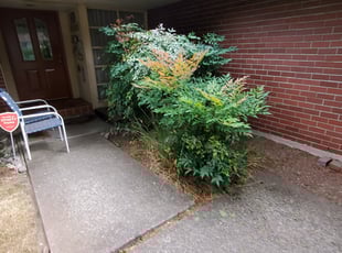 Bush Trimming by Coben Varland for Katherine P. in Redmond, WA