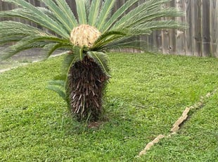Bush Trimming by Oscar Ortiz for Sylvia B. in New Orleans, LA