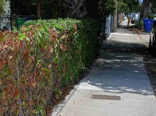 Bush Trimming by John Hernandez for Tonya J. in Miami, FL