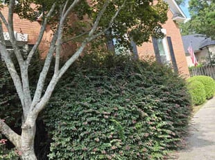Bush Trimming by Addison Lanair White Jr for Shannon D. in Martinez, GA
