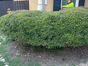 Bush Trimming by Trapper Ellis for Lisa R. in Memphis, TN