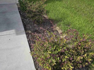 Weeding by Brian Cabral for Carolyn N. in Leesburg, FL