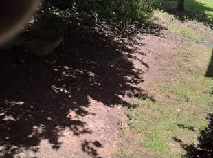 Cleanups by Michael Holland for Joshua J. in Bethesda, MD