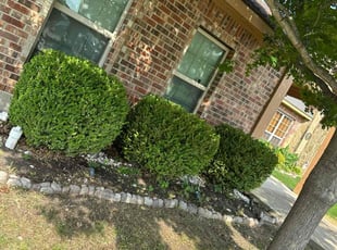 Bush Trimming by Alberto Vasquez for Regina G. in Lancaster, TX