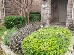 Bush Trimming by Marcedes Ginn for Chris M. in McKinney, TX