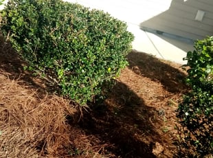Bush Trimming by Shawn Hix for Derek C. in Summerville, SC