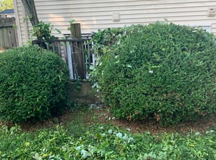 Bush Trimming by Donald Tucker for Vitina T. in Woodbridge, VA