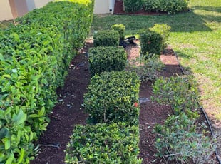 Bush Trimming by Paul Bartholomew for Courtney S. in Palm Bay, FL