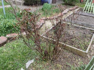 Bush Trimming by Dwayne Galloway for Cori M. in Columbus, OH