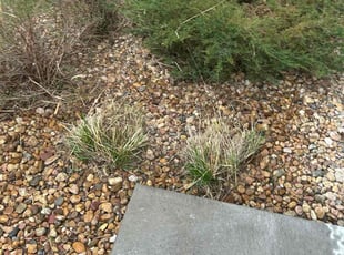 Bush Trimming by Adameus Marcum for Charles S. in Arvada, CO