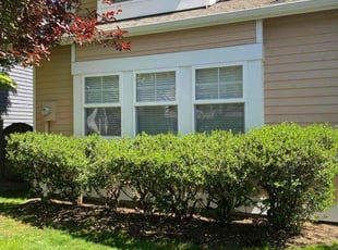 Bush Trimming by Jay Chavez for Tien N. in Kenmore, WA