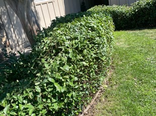 Bush Trimming by Diego Mojica for Josh P. in Sacramento, CA