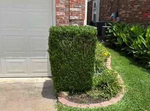 Bush Trimming by Joshua Coleman for Scott C. in Fort Worth, TX