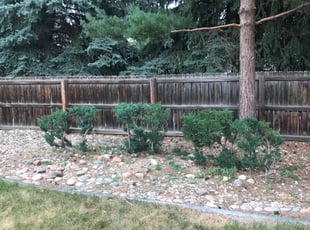 Bush Trimming by Chris Clark for Carrie D. in Colorado Springs, CO