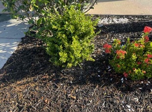 Weeding by Apolinar Bravo for Andrea Y. in Haines City, FL