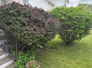 Bush Trimming by Simeon Mack for Jamie R. in Grafton, WI