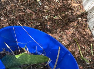 Leaf Removal by Marcus Boyd for Natalie S. in Margate, FL