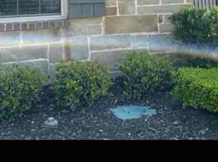 Weeding by Severa Rosie Lara for Laura F. in Euless, TX