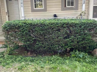 Bush Trimming by Jess June for Elizabeth Z. in Madison, WI