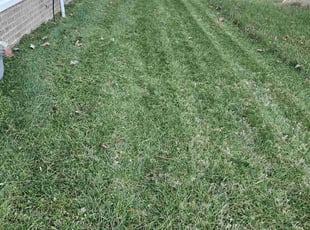 Sam M.'s Lawn Maintenance service result