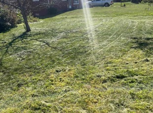 Tammy O.'s Lawn Mowing service result
