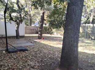 Bush Trimming by Anthony Garrett for Theresa P. in Arlington, TX