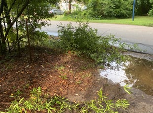 Bush Trimming by Vincent Cowart for Patrice B. in Statesville, NC