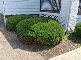 Bush Trimming by Raymone Wimpye El for Katrina J. in Cincinnati, OH