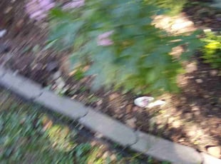 Weeding by Laura Olivares for Sheila W. in Shawnee, KS