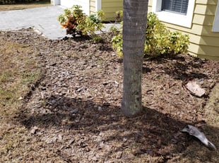 Weeding by Stanley Foster for Ana O. in Apollo Beach, FL