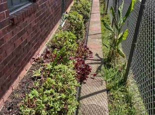 Bush Trimming by Gray Allen for Pamela J. in Harahan, LA