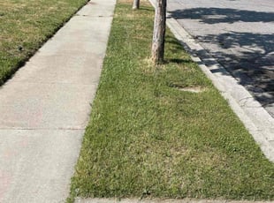 Derek L.'s Lawn Mowing Service service result