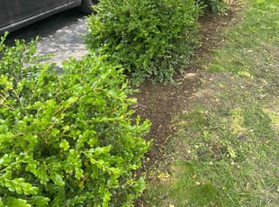 Weeding by Susy Mia Nieto for Carly T. in Wilmington, DE