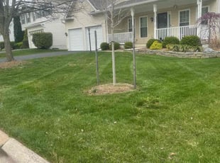 Tim C.'s Lawn Mowing service result