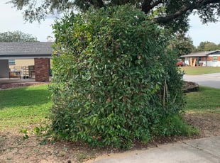 Bush Trimming by Darian Maya for Nicholas K. in Titusville, FL