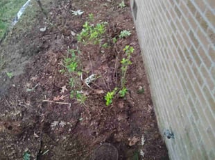 Cleanups by Nicole Royster for Anthony B. in Portsmouth, VA