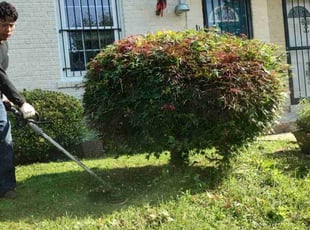 Bush Trimming by Allan Roberts for Norrelle C. in Washington, DC