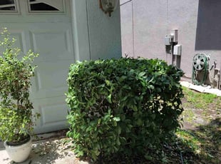 Bush Trimming by Sophia Johnson for Kazim H. in Tampa, FL