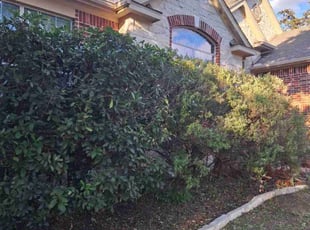 Bush Trimming by Derek Schoenfeld for Juan Antonio G. in Helotes, TX