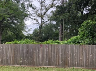 Bush Trimming by Eduardo Santoyo for Kathleen B. in Magnolia, TX