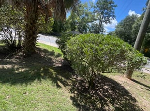 Bush Trimming by Ernso Sincere for Gary W. in Tallahassee, FL