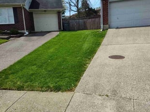 Olivia S.'s Grass Cutting service result