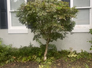 Bush Trimming by Bobbyp Goggins for Bryant D. in Stone Mountain, GA