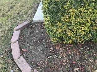 Weeding by Chris Rivera for Cynthia K. in San Antonio, TX