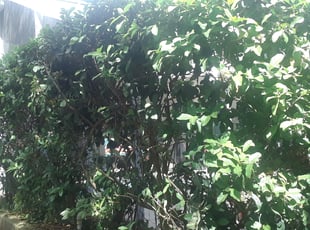 Bush Trimming by Brian Lienhart for Caitlin K. in New Port Richey, FL