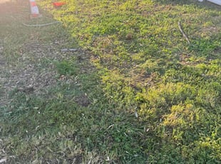 Cleanups by William Penalba for Samhitha R. in Tampa, FL