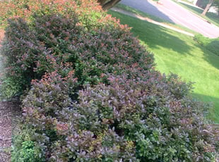 Bush Trimming by Luke Neal for Paras C. in Dublin, OH