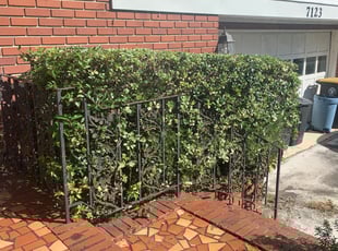 Bush Trimming by John Thompson for Caroline G. in Jacksonville, FL